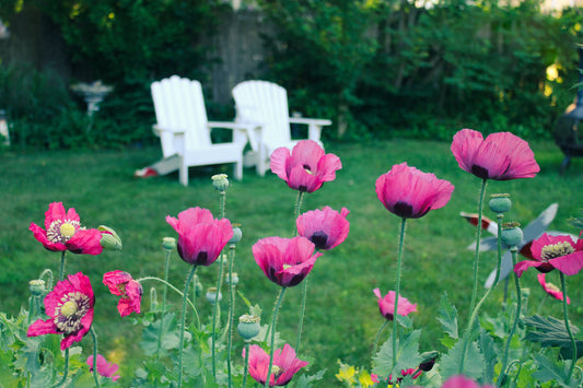 Pink Poppies on Cape Cod